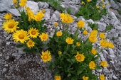 72 Doronicum grandiflorum